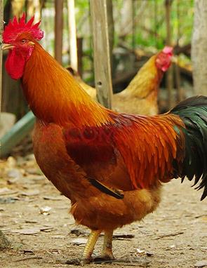 WildChicken University Campus